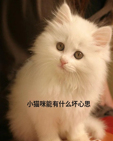 没有波斯猫可怎么活啊